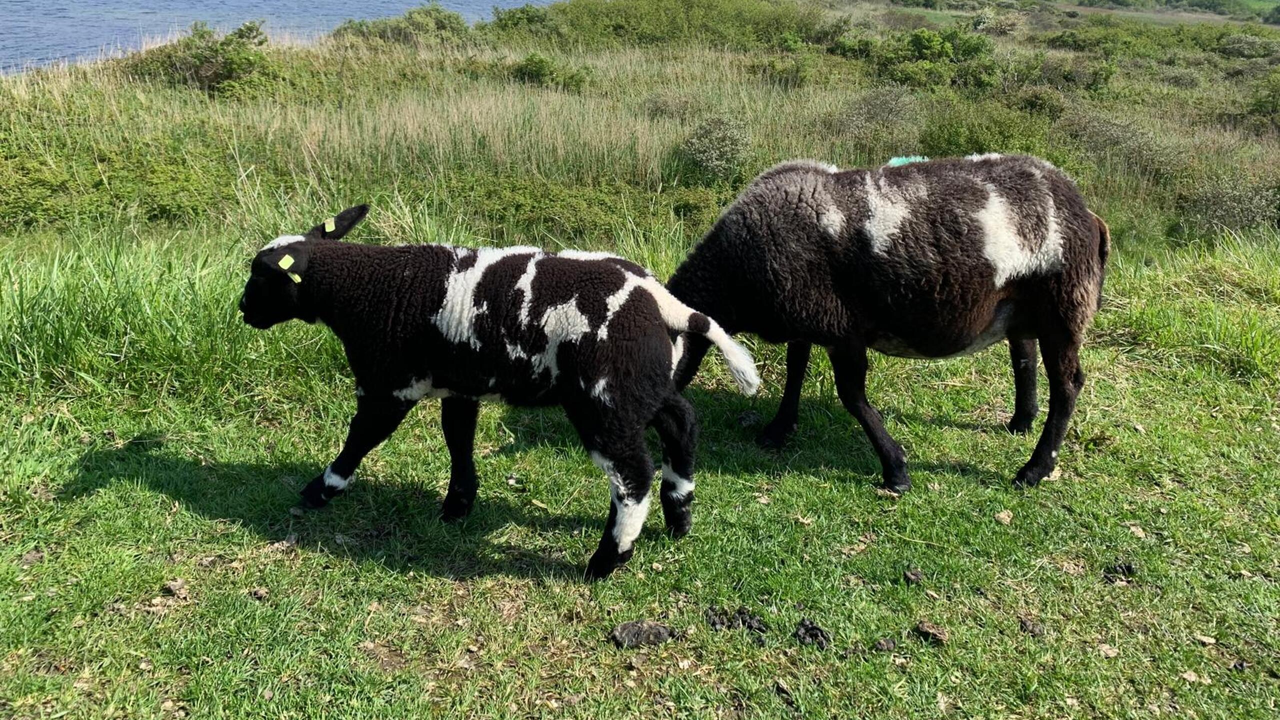 schapen